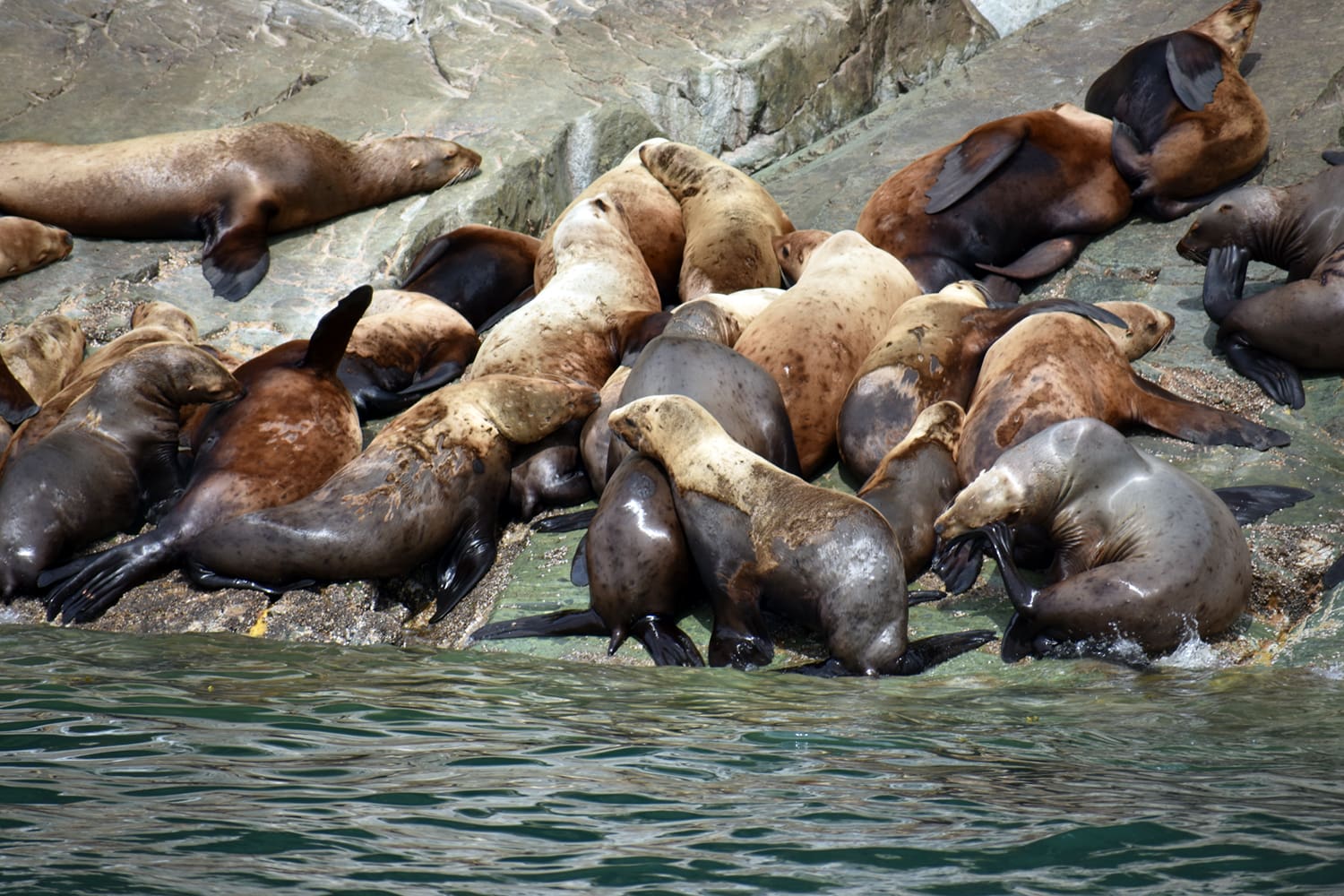 Sea Lions_DSC_0055_edited