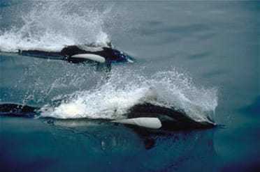 Two_Dalls_Porpoises_wikimedia