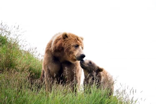 Kodiak brown bear sow cub