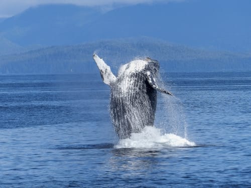 humpback-whale-431902 Brigitte Werner from Pixabay